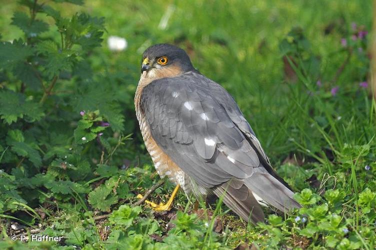 Epervier d'Europe (Accipiter nisus)  mâle, Nogent-sur-Vernisson (Loiret) © P. Haffner