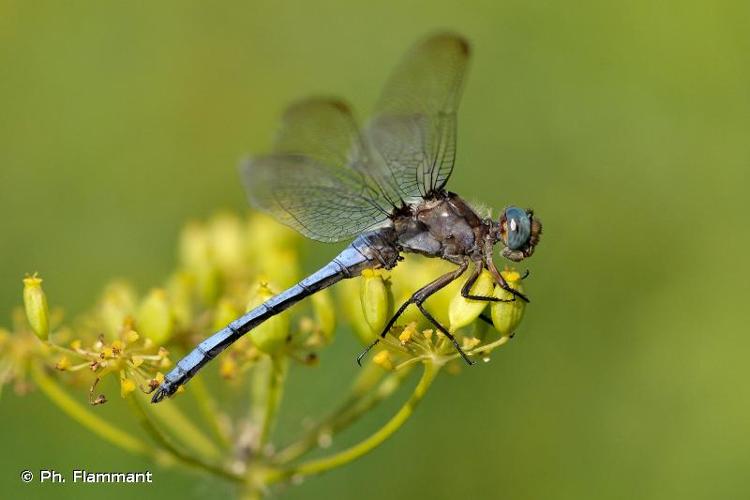 Mâle © Ph. Flammant